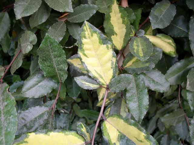 Elaeagnus pungens 'Maculata'