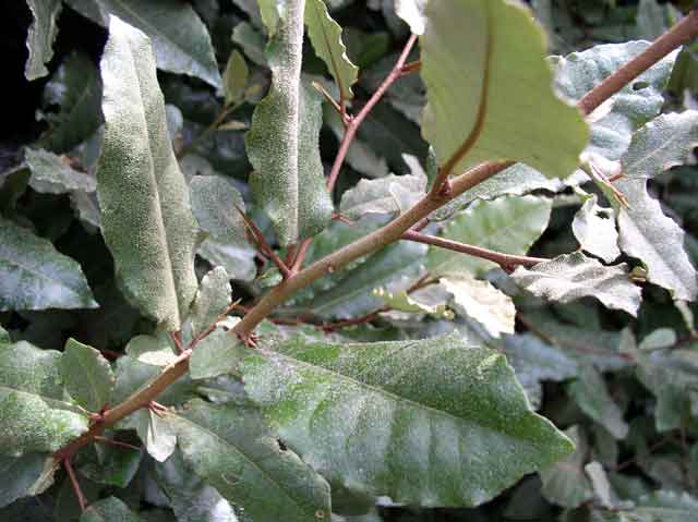 Elaeagnus pungens 'Maculata'
