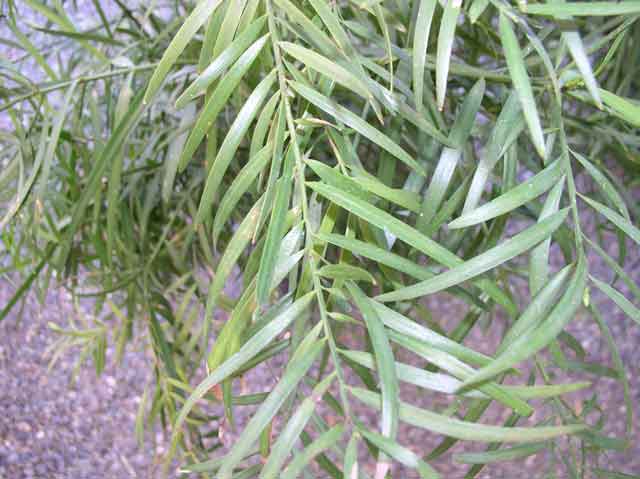 Podocarpus gracilior