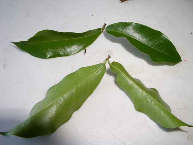 Clytostoma callistegioides