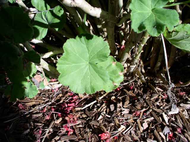 Pelargonium x hortorumi