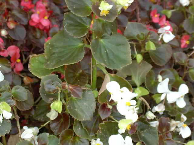Begonia x semperflorens-cultorum