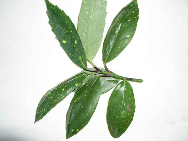 Aucuba japonica 'Variegata'