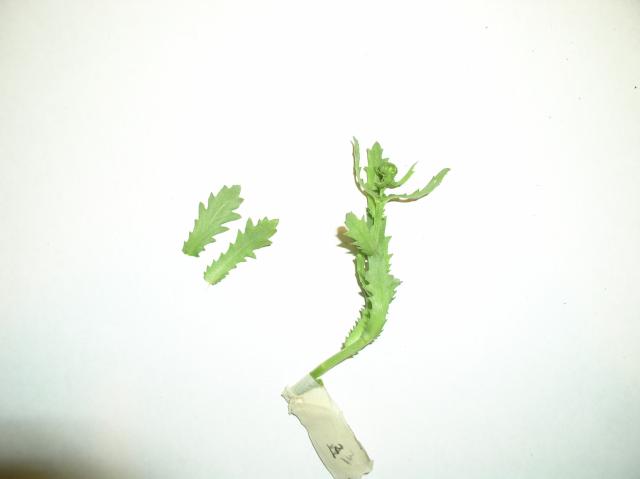 Leucanthemum paludosum