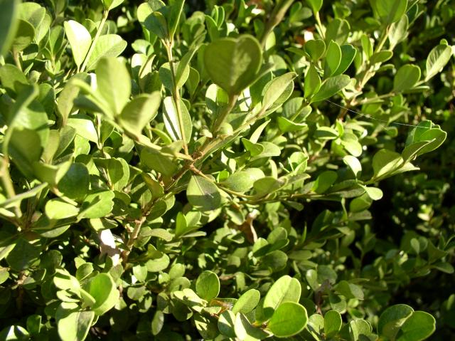 Buxus microphylla japonica