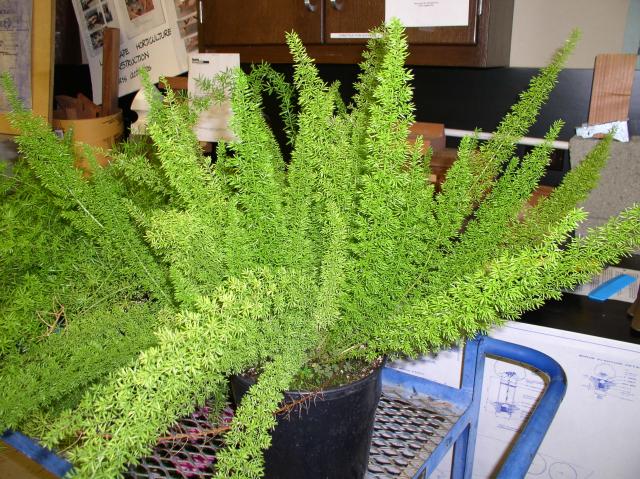 Asparagus densiflorus 'Myers'