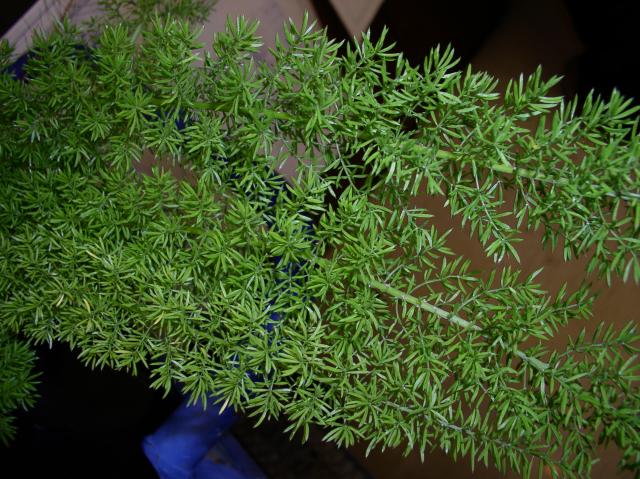 Asparagus densiflorus 'Myers'