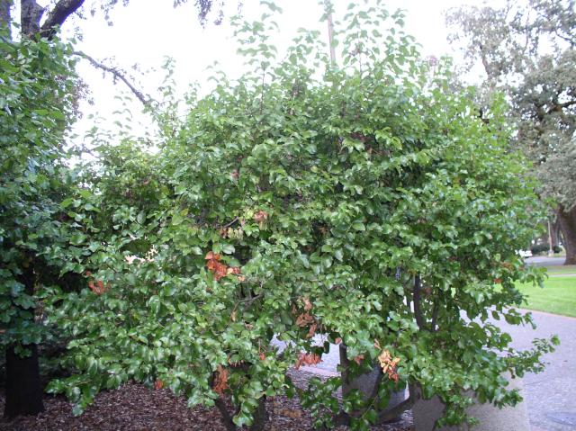 Prunus lyonii