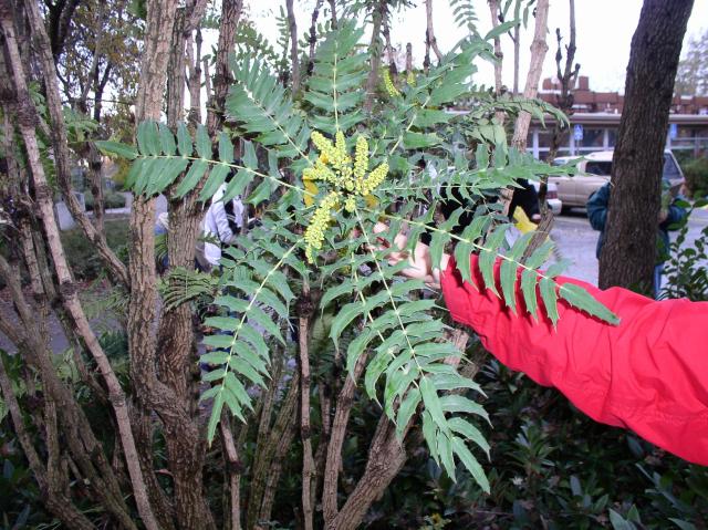 Mahonia lomariifolia