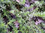 Myoporum+parvifolium+purpurea