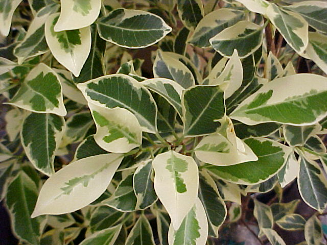 Ficus microcarpa 'Variegata'