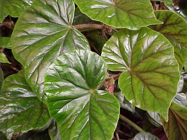 Begonia 'Thurstonii'