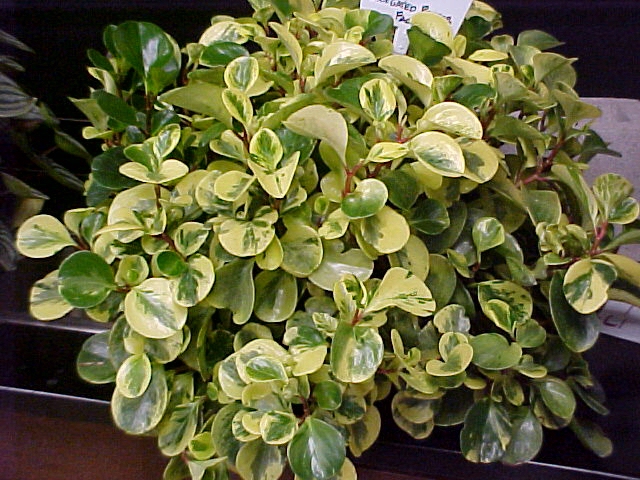 Peperomia obtusifolia 'Variegata'
