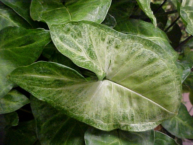 Syngonium podophyllum'
