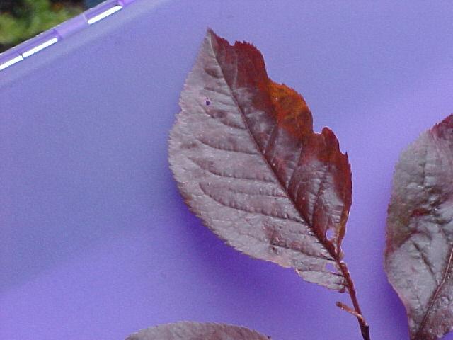 Prunus cerasifera cvs.