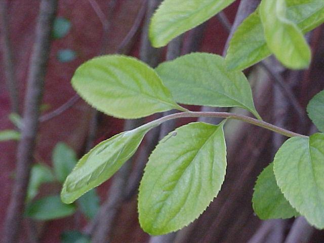 Spiraea prunifolia 'Plena'