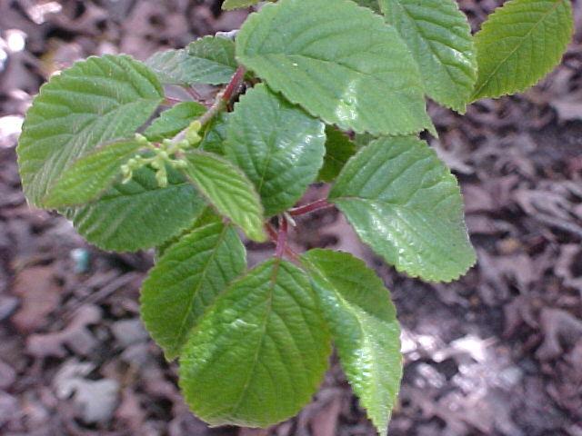 Viburnum plicatum tomentosum 'Summer Snowflake'