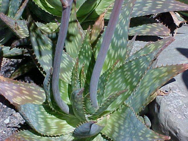 Aloe saponaria