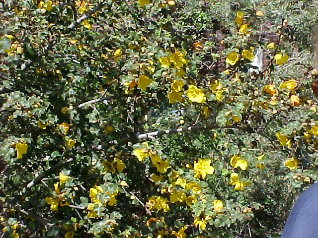 Fremontodendron 'California Glory'