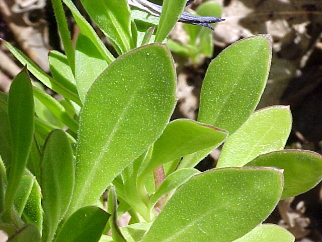 Osteospermum fruticosum