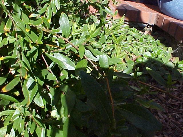 Sollya heterophylla