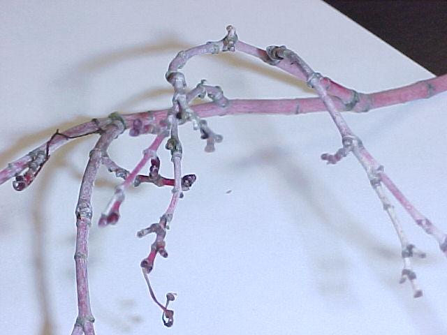Acer palmatum 'Sango Kaku'