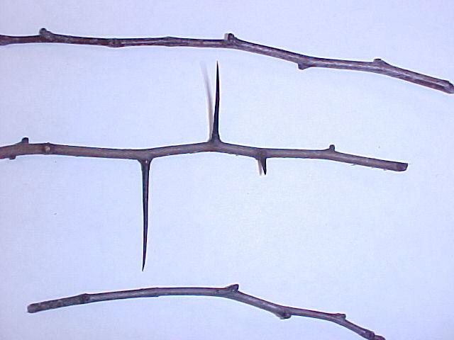 Crataegus phaenopyrum