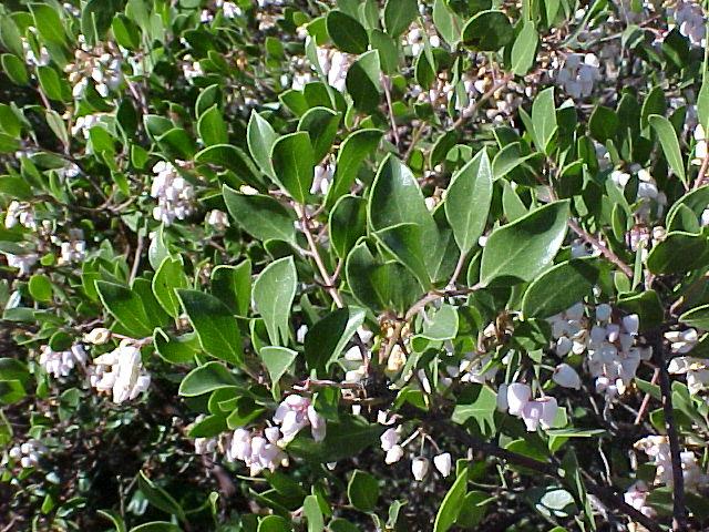 Arctostaphylos densiflora 'Howard McMinn'
