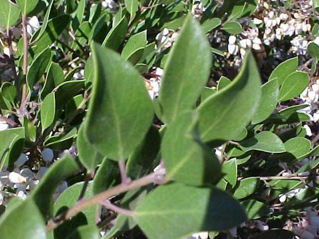Arctostaphylos densiflora 'Howard McMinn'
