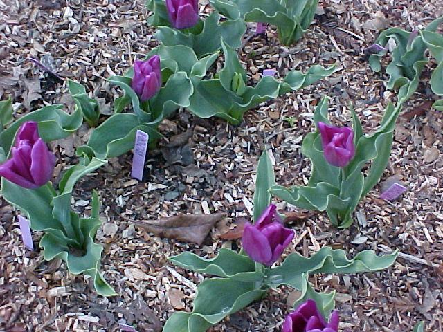 Tulipa hybrid
