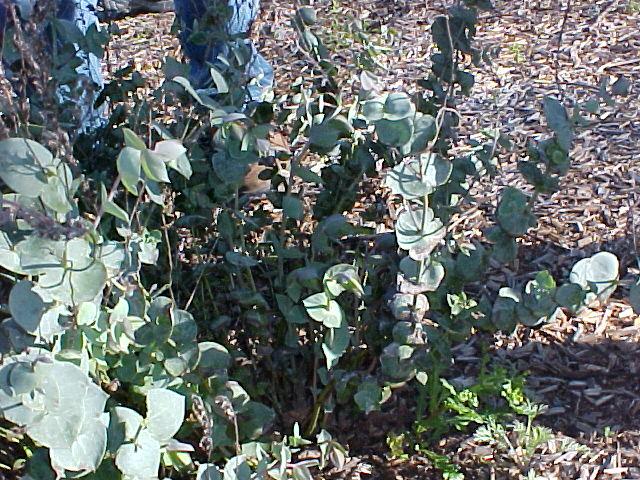 Parahebe perfoliata