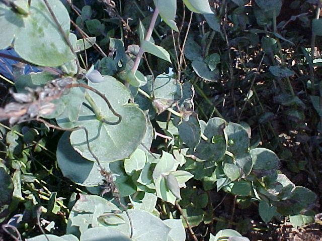 Parahebe perfoliata