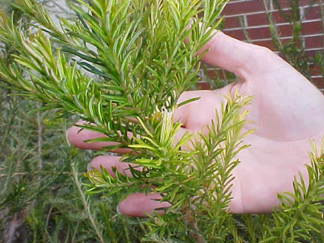 Banksia ericfolia