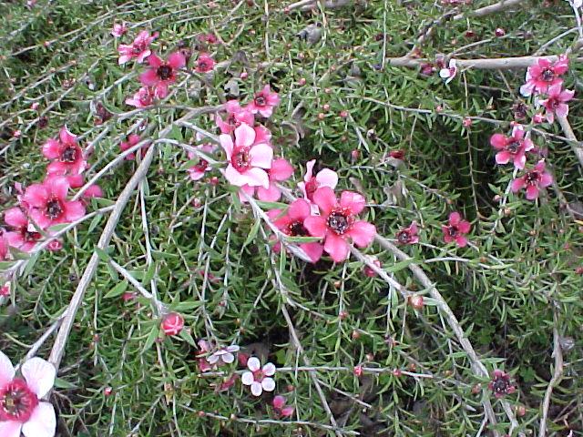 Leptospermum scoparium 'Pink Cascade'