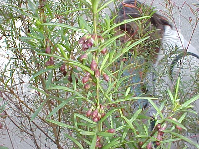 Boronia heterophylla