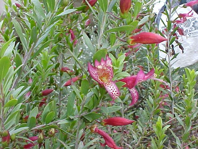 Eremophila maculata
