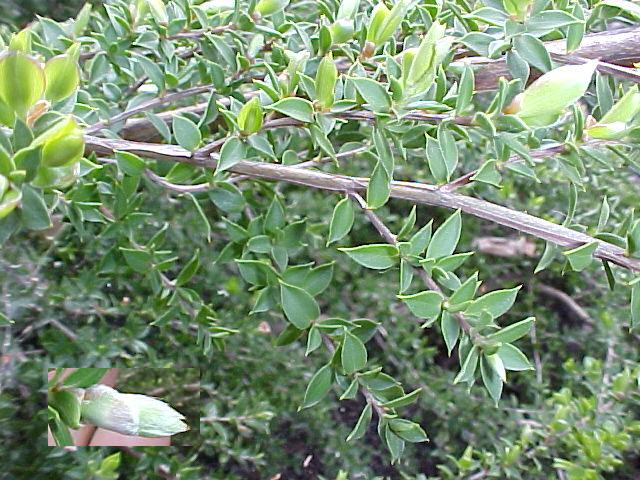 Leptospermum scoparium 'Horizontalis'